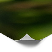 Purple Coneflower Poster (Ecke)