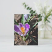 Purple Crocus First Flower of 2026 Postkarte (Stehend Vorderseite)
