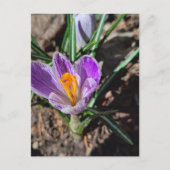 Purple Crocus First Flower of 2026 Postkarte (Vorderseite)