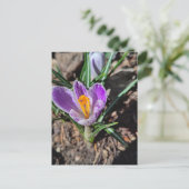 Purple Crocus First Flower of March 2026 Postkarte (Stehend Vorderseite)