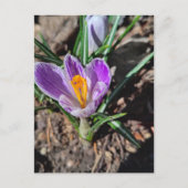 Purple Crocus First Flower of March 2026 Postkarte (Vorderseite)