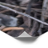 Purple Crocus Flower Poster (Ecke)