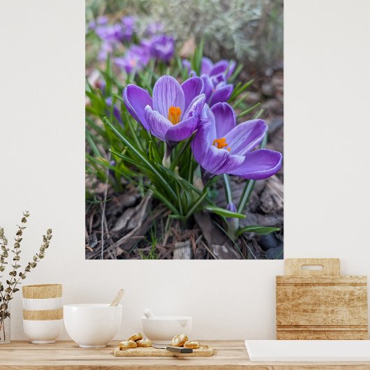 Purple Crocus Poster (Küche)