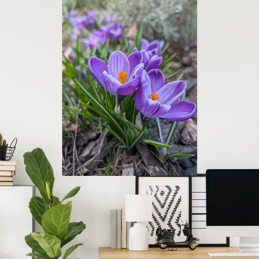 Purple Crocus Poster (Heimbüro)