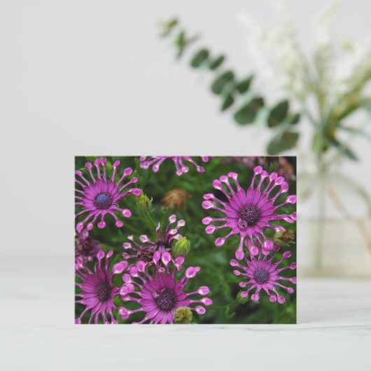 Purple Firework Flowers Postkarte (Stehend Vorderseite)