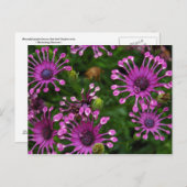 Purple Firework Flowers Postkarte (Vorne/Hinten)