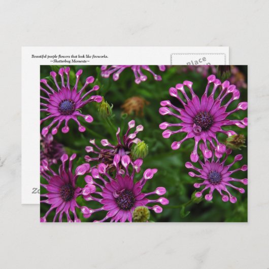 Purple Firework Flowers Postkarte (Vorne/Hinten)