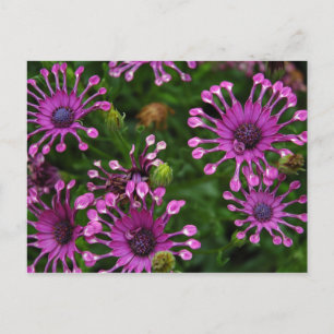 Purple Firework Flowers Postkarte
