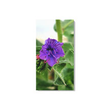 Purple flower spring flora collection