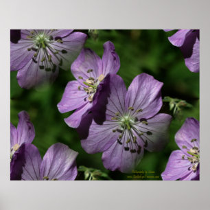 Purple Flowers Blues Digital Art Poster