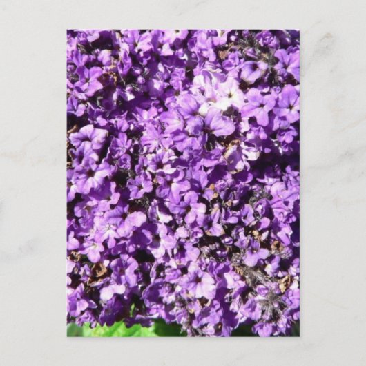 Purple Flowers Bush Postkarte (Vorderseite)