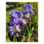 Purple Flowers Floral Iris Irises Mothers Day Poster (Vorderseite)
