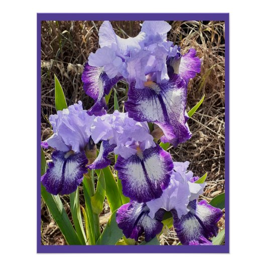 Purple Flowers Floral Iris Irises Mütter Day Card Poster (Vorderseite)