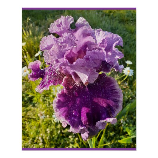 Purple Flowers Floral Iris Irises Mütter Day Card Poster (Vorderseite)