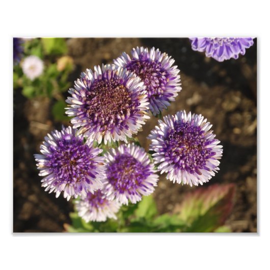 Purple Flowers Foto Kodak Foto Paper (Vorne)