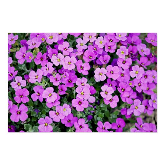 Purple Flowers Garden Poster (Vorderseite)