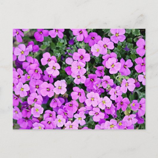 Purple Flowers Garden Postkarte (Vorderseite)