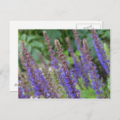 Purple flowers postcard postkarte (Vorne/Hinten)
