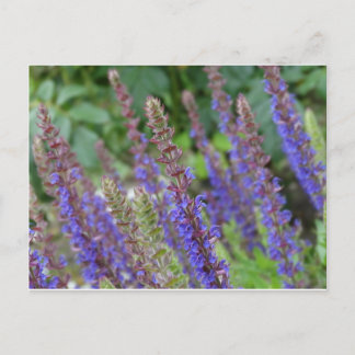 Purple flowers postcard postkarte