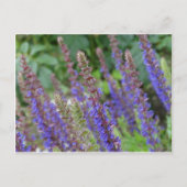 Purple  flowers postcard postkarte (Vorderseite)