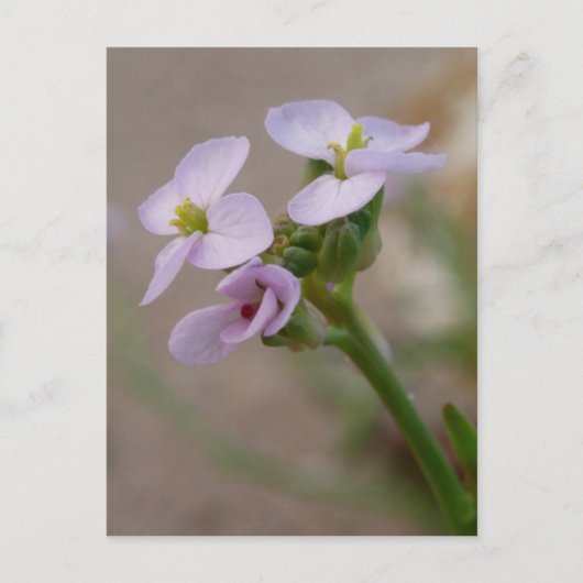 Purple Flowers Postcard Postkarte (Vorderseite)