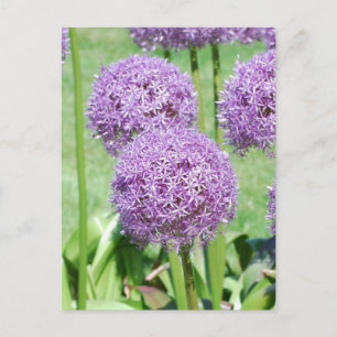Purple Flowers Postcard Postkarte