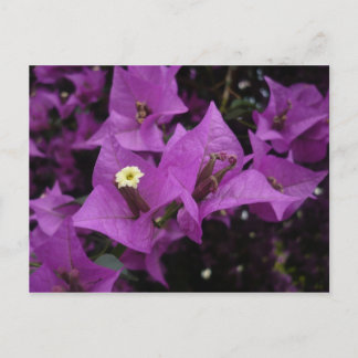 Purple Flowers | Postcard Postkarte