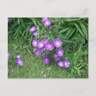 Purple Flowers Postcard Postkarte