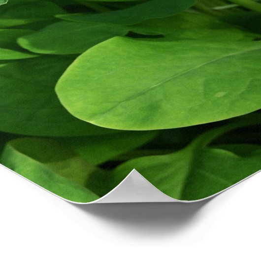 Purple Flowers Poster (Ecke)