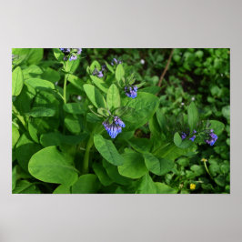 Purple Flowers Poster