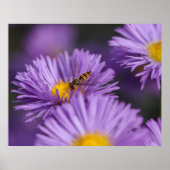 Purple Flowers Poster (Vorne)
