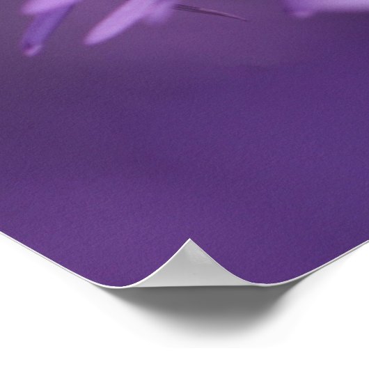 Purple Flowers Poster (Ecke)