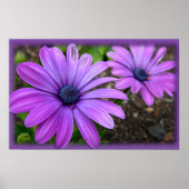 Purple Flowers Print Blue Daisis Art Poster (Vorne)