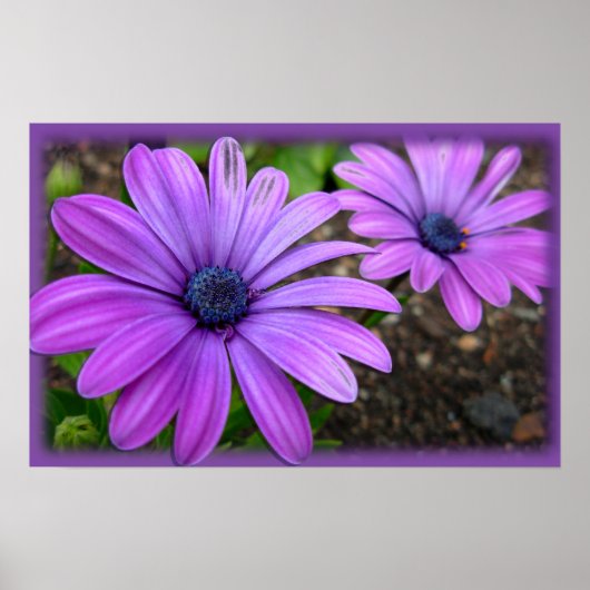 Purple Flowers Print Blue Daisis Art Poster (Vorne)