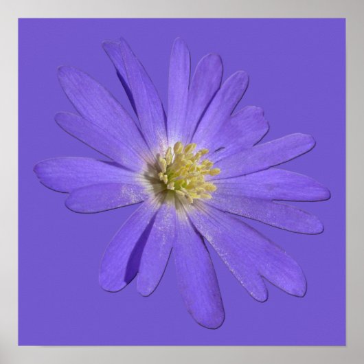 Purple Flowers Print Blue Daisis Art Poster (Vorne)