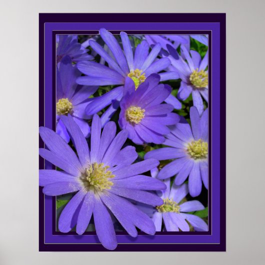 Purple Flowers Print Blue Daisis Art Poster (Vorne)