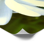 Purple Flowers Print Classic Daisies Poster Print (Ecke)