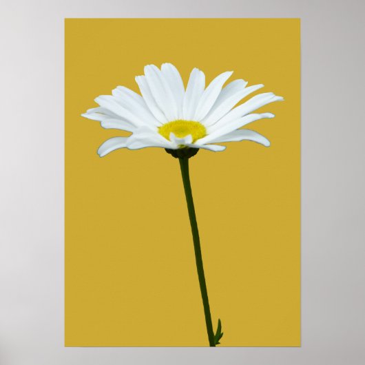 Purple Flowers Print Classic Daisies Poster Print (Vorne)