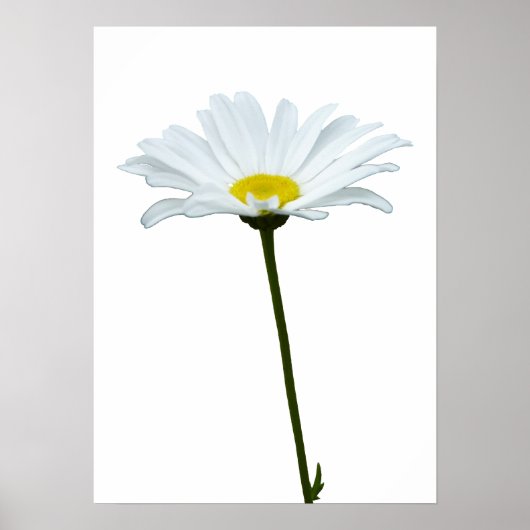 Purple Flowers Print Classic Daisies Poster Print (Vorne)