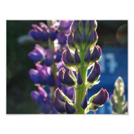 Purple Flowers Spring Foto Print