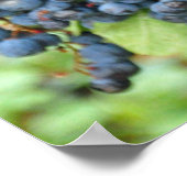 Purple grapes poster (Ecke)