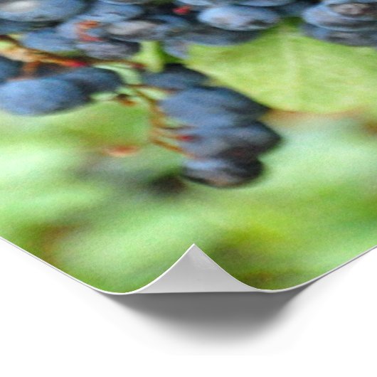 Purple grapes poster (Ecke)
