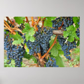 Purple grapes poster (Vorne)