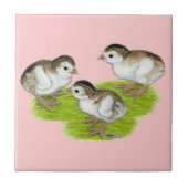 Purple Guinea Keets Fliese (Vorderseite)