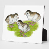 Purple Guinea Keets Fotoplatte (Seite)