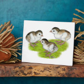 Purple Guinea Keets Fotoplatte (Seite)