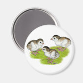 Purple Guinea Keets Magnet (Vorderseite/Rückseite)