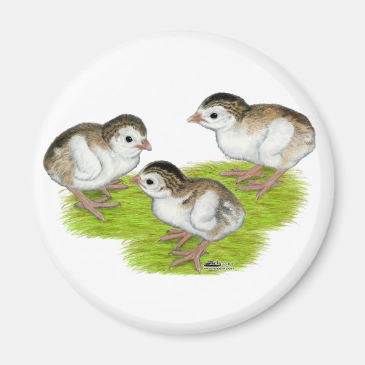Purple Guinea Keets Magnet (Vorne)