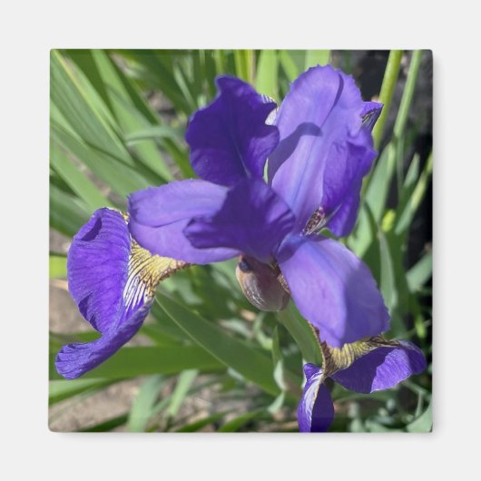 Purple Iris Flower Photograph Magnet (Vorne)