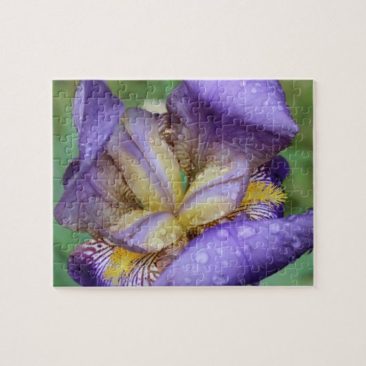 Purple Iris (Iris Germanica) Puzzle (Horizontal)
